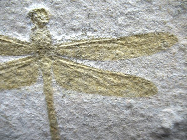 Genuine Jurassic Age Solnhofen Limestone Dragonfly Fossils for Sale from Germany #24c