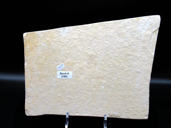 Genuine Jurassic Age Solnhofen Limestone Dragonfly Fossils for Sale from Germany #24e