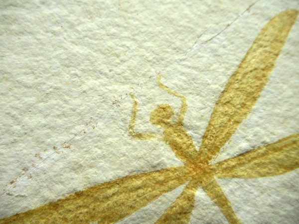 Genuine Jurassic Age Solnhofen Limestone Dragonfly Fossils for Sale from Germany #25d