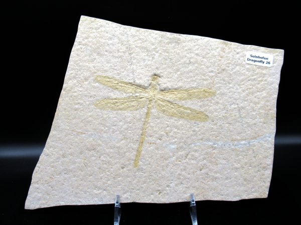 Genuine Jurassic Age Solnhofen Limestone Dragonfly Fossils for Sale from Germany #26