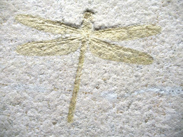 Genuine Jurassic Age Solnhofen Limestone Dragonfly Fossils for Sale from Germany #26a