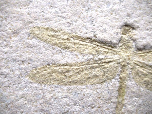 Genuine Jurassic Age Solnhofen Limestone Dragonfly Fossils for Sale from Germany #26b