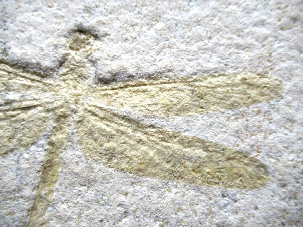 Genuine Jurassic Age Solnhofen Limestone Dragonfly Fossils for Sale from Germany #26c