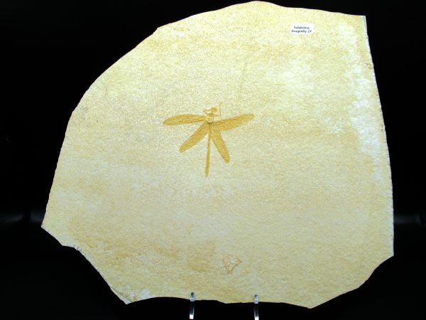 Genuine Jurassic Age Solnhofen Limestone Dragonfly Fossils for Sale from Germany #27