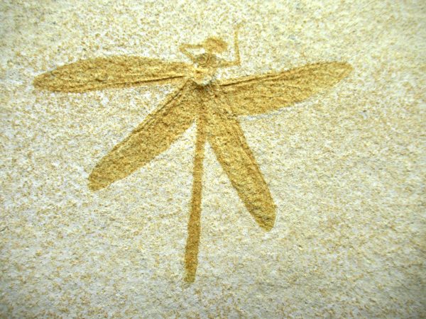 Genuine Jurassic Age Solnhofen Limestone Dragonfly Fossils for Sale from Germany #27a