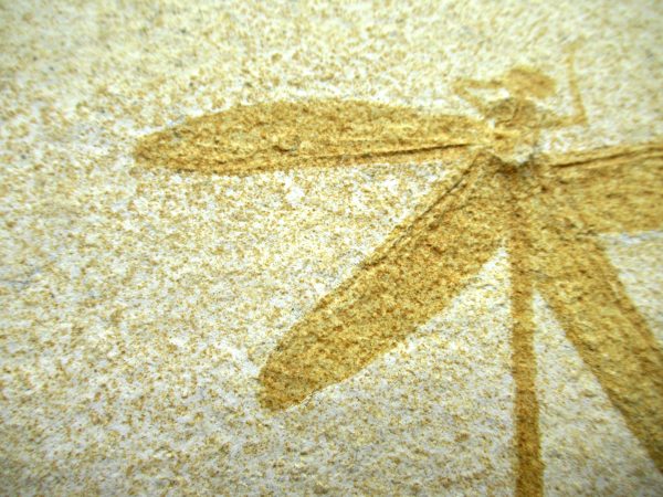 Genuine Jurassic Age Solnhofen Limestone Dragonfly Fossils for Sale from Germany #27b