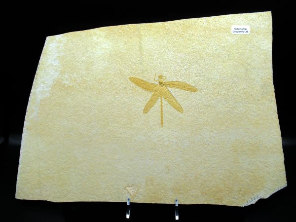 Genuine Jurassic Age Solnhofen Limestone Dragonfly Fossils for Sale from Germany #28