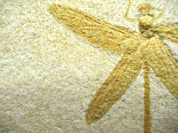 Genuine Jurassic Age Solnhofen Limestone Dragonfly Fossils for Sale from Germany #28b