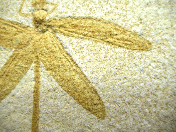 Genuine Jurassic Age Solnhofen Limestone Dragonfly Fossils for Sale from Germany #28c