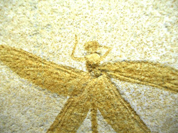 Genuine Jurassic Age Solnhofen Limestone Dragonfly Fossils for Sale from Germany #28d