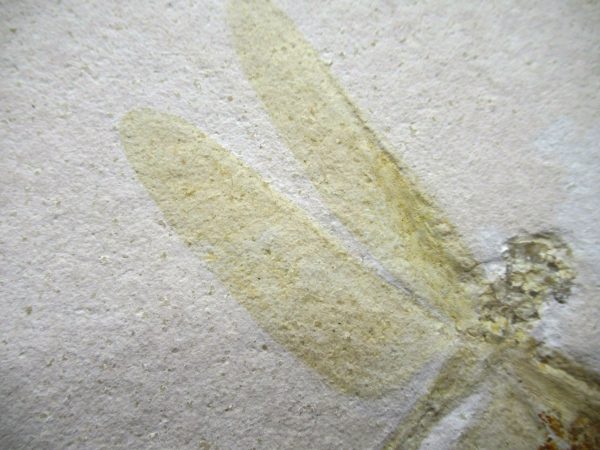 Genuine Jurassic Age Solnhofen Limestone Dragonfly Fossils for Sale from Germany #29b