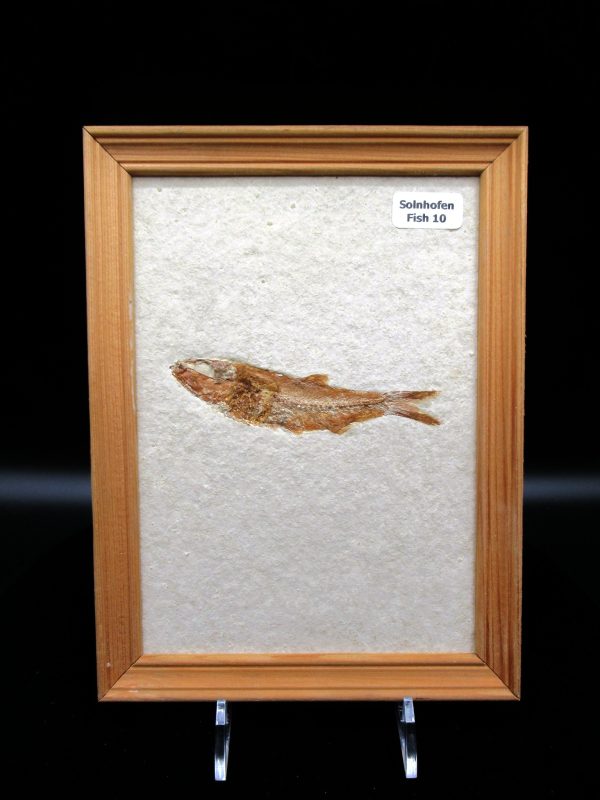 Genuine Jurassic Age Solnhofen Limestone Fish Fossils for Sale from Germany #10