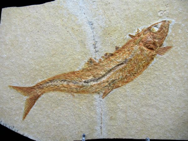 Genuine Jurassic Age Solnhofen Limestone Fish Fossils for Sale from Germany #11a