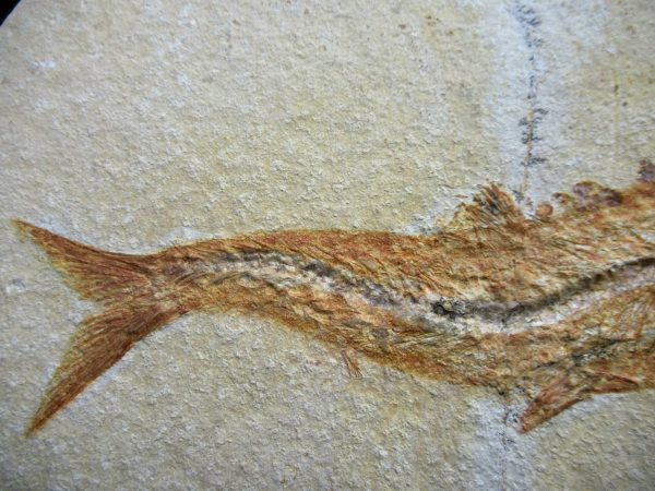 Genuine Jurassic Age Solnhofen Limestone Fish Fossils for Sale from Germany #11c