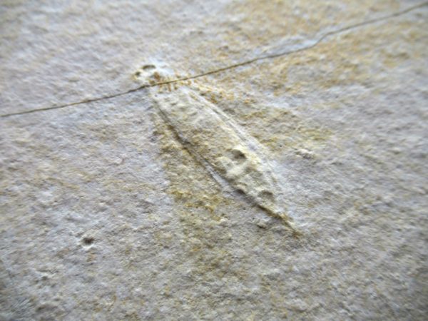 Genuine Jurassic Age Solnhofen Limestone Insect Fossils for Sale from Germany #39a