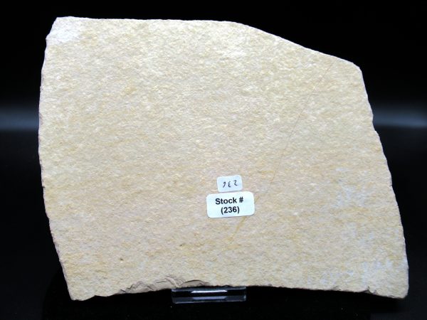 Genuine Jurassic Age Solnhofen Limestone Insect Fossils for Sale from Germany #39b