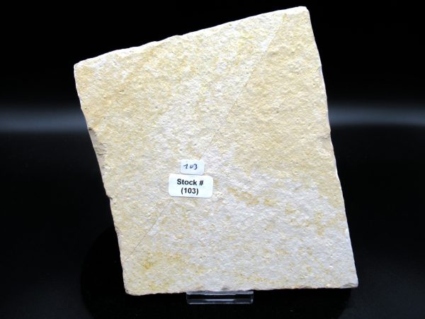 Genuine Jurassic Age Solnhofen Limestone Insect Fossils for Sale from Germany #40b