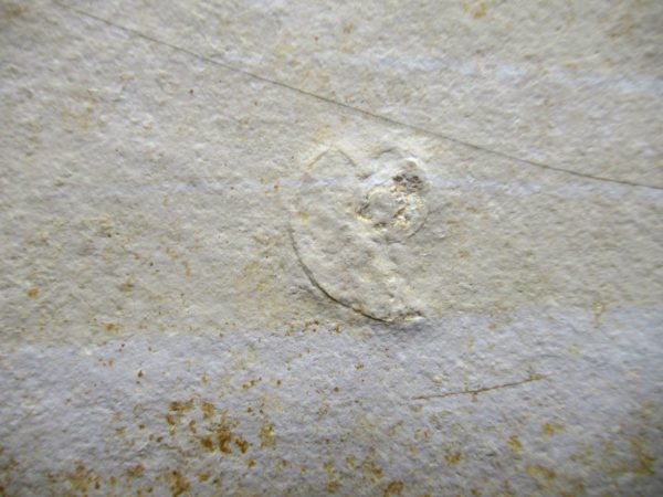 Genuine Jurassic Age Solnhofen Limestone Insect Fossils for Sale from Germany #42b