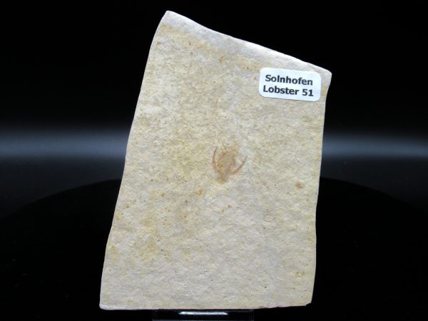 Genuine Jurassic Age Solnhofen Limestone Lobster Fossils for Sale from Germany #51