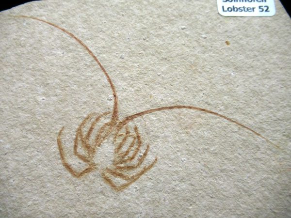 Genuine Jurassic Age Solnhofen Limestone Lobster Fossils for Sale from Germany #52a