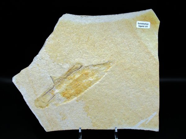 Genuine Jurassic Age Solnhofen Limestone Squid Fossils for Sale from Germany #10