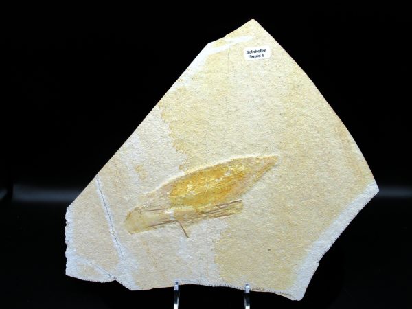 Genuine Jurassic Age Solnhofen Limestone Squid Fossils for Sale from Germany #9