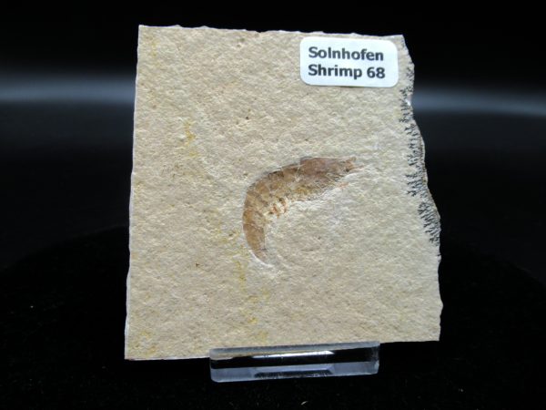 Genuine Jurassic Age Solnhofen Shrimp Fossils for Sale from Germany #68