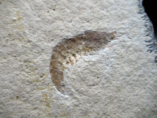 Genuine Jurassic Age Solnhofen Shrimp Fossils for Sale from Germany #68a