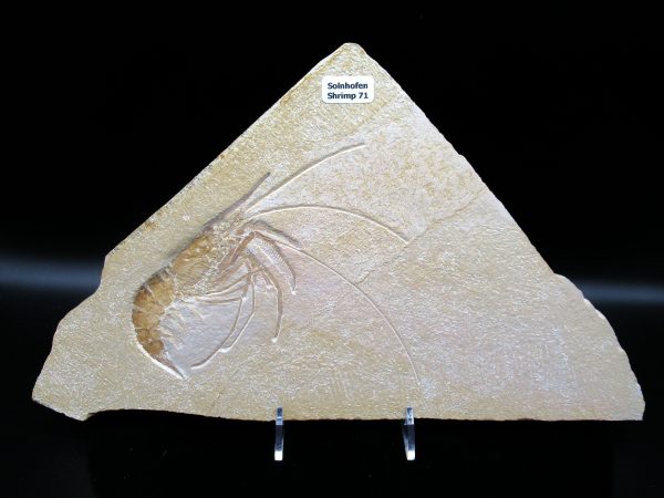 Genuine Jurassic Age Solnhofen Shrimp Fossils for Sale from Germany #71