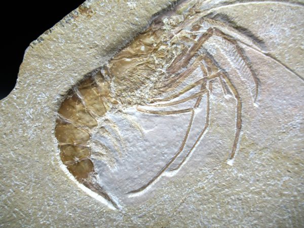 Genuine Jurassic Age Solnhofen Shrimp Fossils for Sale from Germany #71b