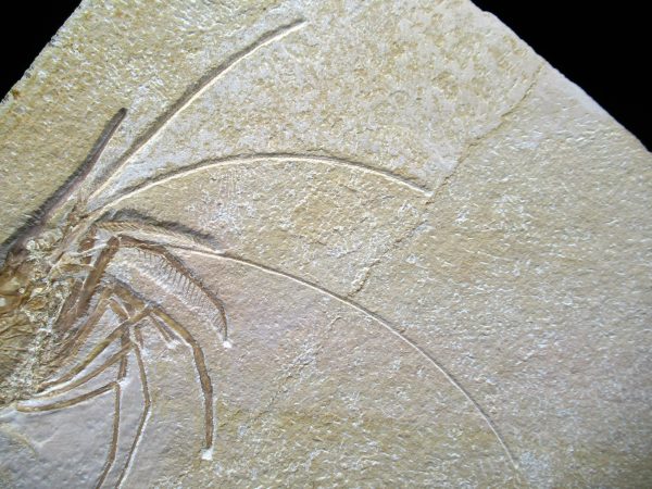 Genuine Jurassic Age Solnhofen Shrimp Fossils for Sale from Germany #71c