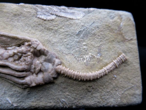 General Mississippian Age Crawfordsville Crinoid Fossils From Indiana For Sale #103b