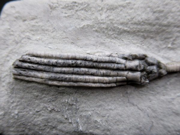 General Mississippian Age Crawfordsville Crinoid Fossils From Indiana For Sale #104a