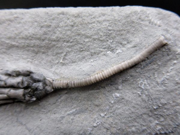 General Mississippian Age Crawfordsville Crinoid Fossils From Indiana For Sale #104b