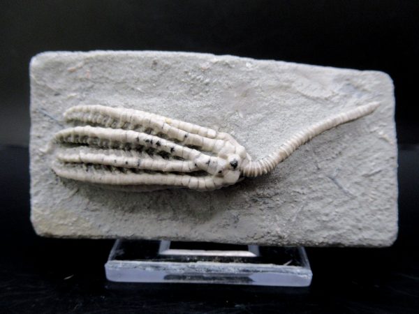 General Mississippian Age Crawfordsville Crinoid Fossils From Indiana For Sale #105