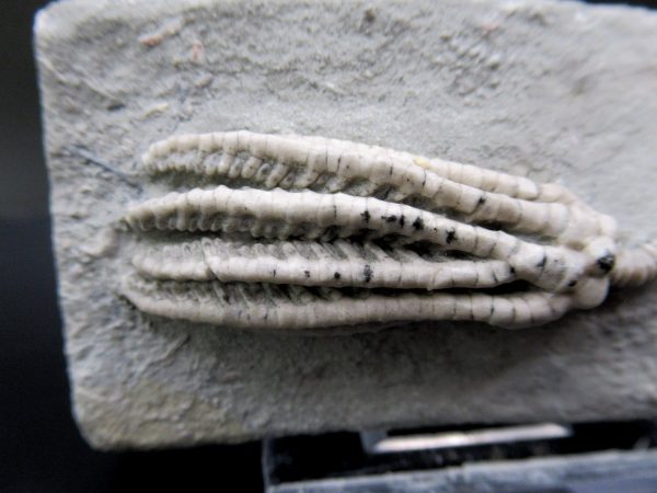 General Mississippian Age Crawfordsville Crinoid Fossils From Indiana For Sale #105a