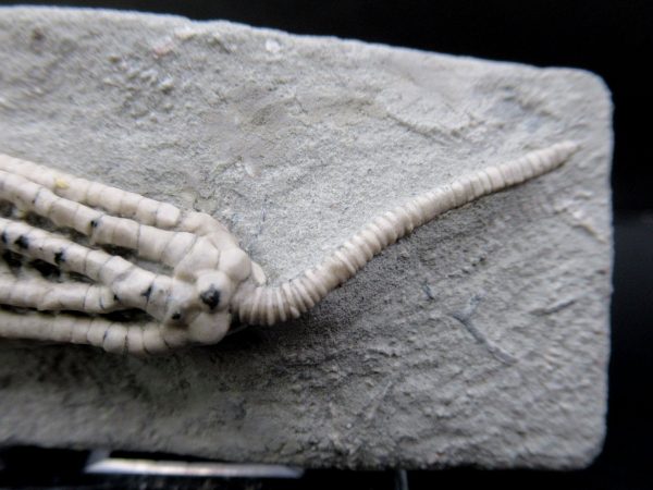 General Mississippian Age Crawfordsville Crinoid Fossils From Indiana For Sale #105b