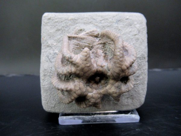 General Mississippian Age Crawfordsville Crinoid Fossils From Indiana For Sale #106