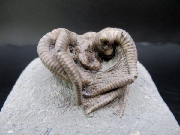 General Mississippian Age Crawfordsville Crinoid Fossils From Indiana For Sale #106a