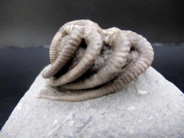 General Mississippian Age Crawfordsville Crinoid Fossils From Indiana For Sale #106b