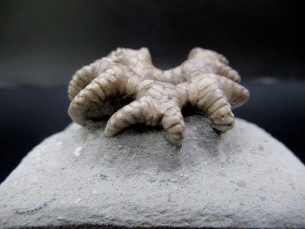 General Mississippian Age Crawfordsville Crinoid Fossils From Indiana For Sale #106c