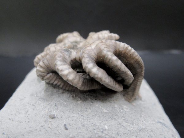 General Mississippian Age Crawfordsville Crinoid Fossils From Indiana For Sale #106d