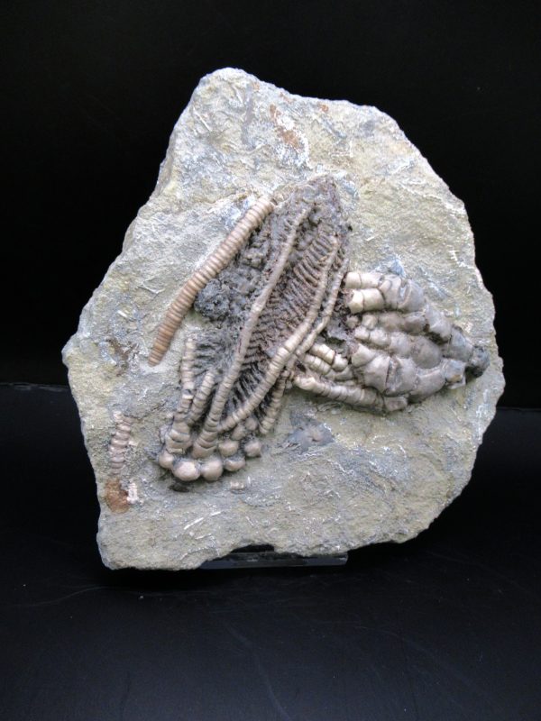 General Mississippian Age Crawfordsville Crinoid Fossils From Indiana For Sale #110