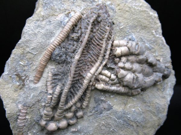 General Mississippian Age Crawfordsville Crinoid Fossils From Indiana For Sale #110a