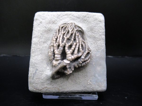 General Mississippian Age Crawfordsville Crinoid Fossils From Indiana For Sale #111