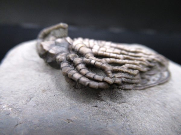 General Mississippian Age Crawfordsville Crinoid Fossils From Indiana For Sale #111b