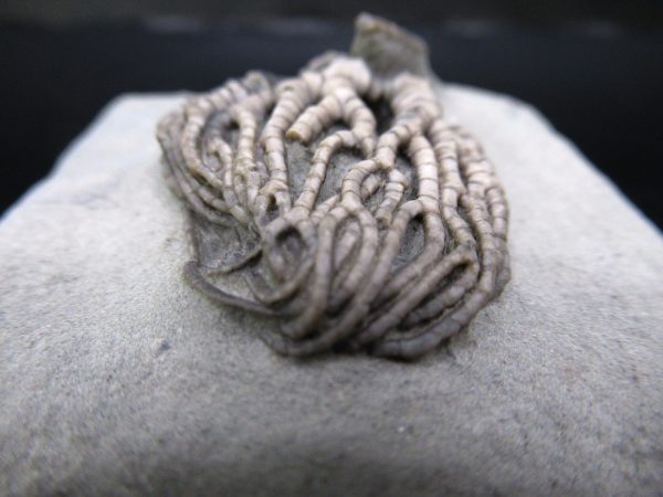 General Mississippian Age Crawfordsville Crinoid Fossils From Indiana For Sale #111c