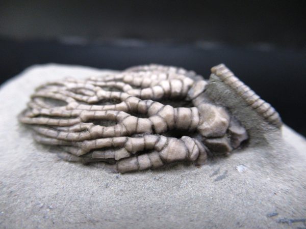 General Mississippian Age Crawfordsville Crinoid Fossils From Indiana For Sale #111d