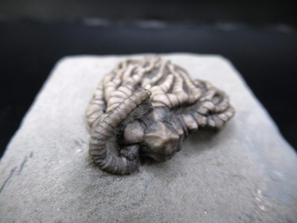 General Mississippian Age Crawfordsville Crinoid Fossils From Indiana For Sale #111e