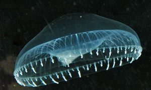 Jurassic Solnhofen Jellyfish